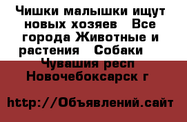   Чишки-малышки ищут новых хозяев - Все города Животные и растения » Собаки   . Чувашия респ.,Новочебоксарск г.